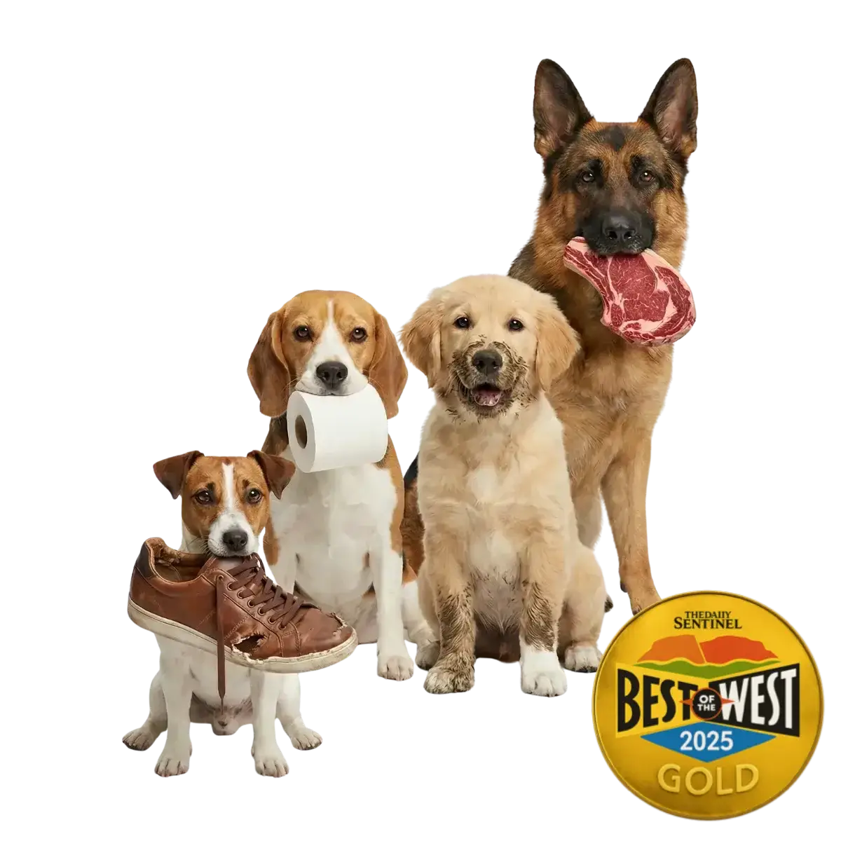 Home best of the west dog trainer