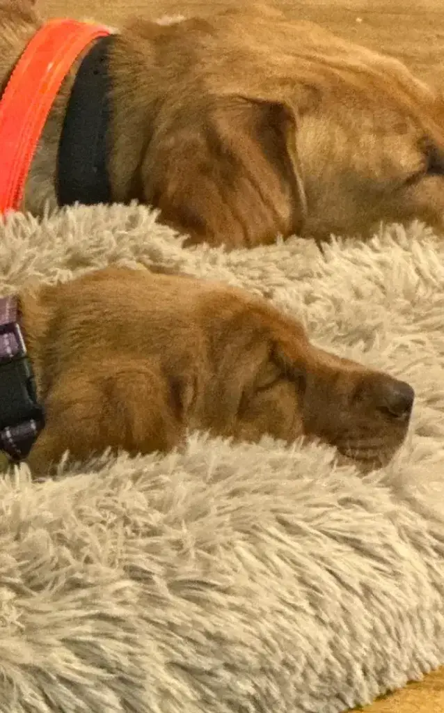 Home Two brown dogs with collars are sleeping close together on a soft, fluffy, light-colored blanket. Their heads rest peacefully, side by side, with their eyes closed.